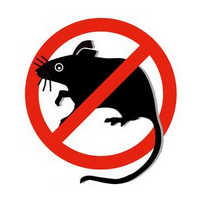 Ratten, Mäuse Ratten, Mäuse